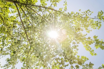 Obraz premium sun ray across tree branches