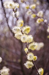nature plant
