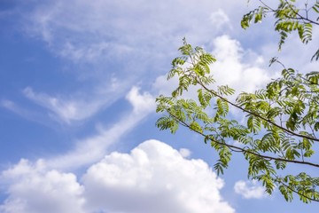 tree and sky
