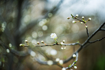 spring tree blossom