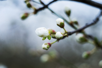 Fototapeta premium spring tree blossom