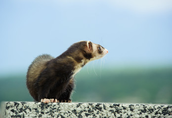 Ferret outdoor portrait 