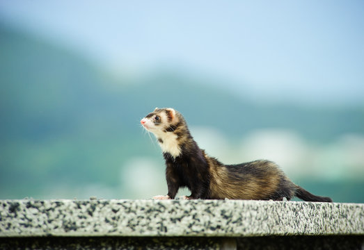 Ferret outdoor portrait on table with natural background