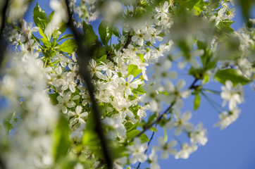 spring blossom tree 