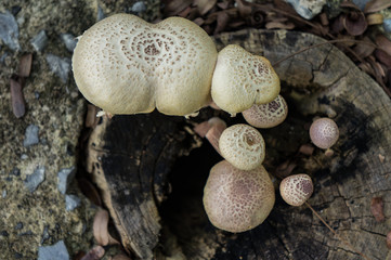 mushroom group