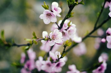 spring blossom flower