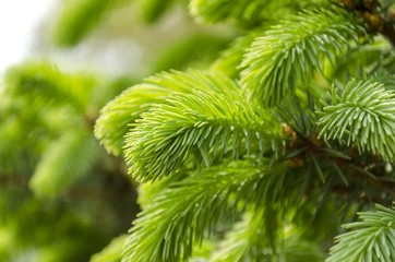 christmas tree branch