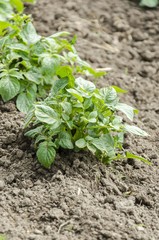 garden potato seedlings