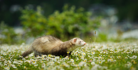 Ferret outdoor portrait walking through field of spring flowers