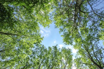 wood trees from low angle