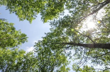 Fototapeta premium wood trees from low angle