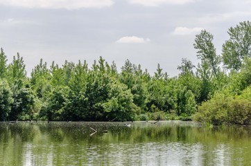 Fototapeta na wymiar river lake 