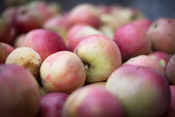 fresh organic apples