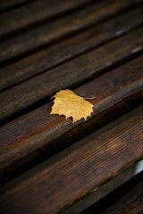 fallen  autumn leaf on park bench