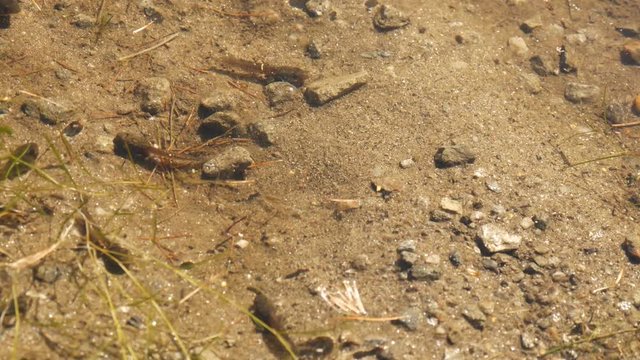 Acqua dello stagno con girini
