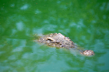 Obraz premium a crocodile float in marsh at tropical forest