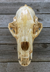 Bear Skull