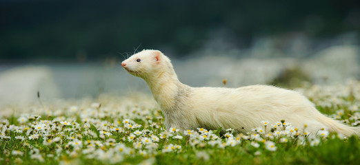 White albino Ferret outdoor portrait in field of flowers