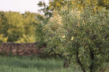 apple tree