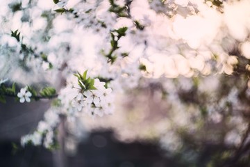 spring blossom tree background