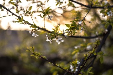 spring blossom tree background