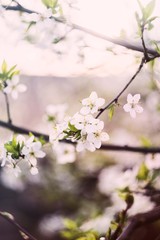 spring blossom tree background