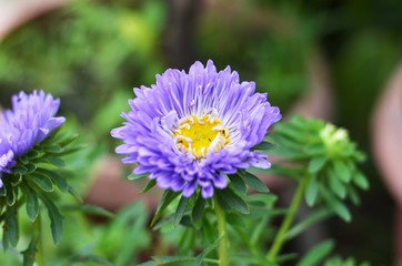 Obraz premium purple flower