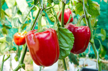 Colorful and delicious bell peppers