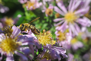 The European honey bee (Apis mellifera) pollinating Aster flower. Honey bee on autumn flowers in garden