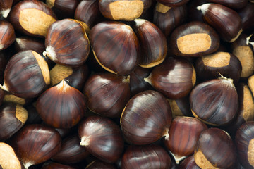 chestnut