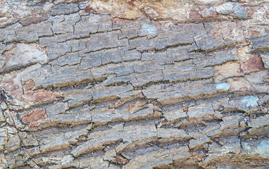Pictures of tree bark are suitable as wallpapers.