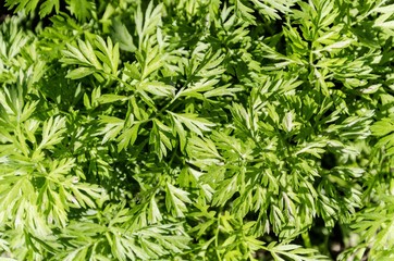 parsnip vegetable leaves