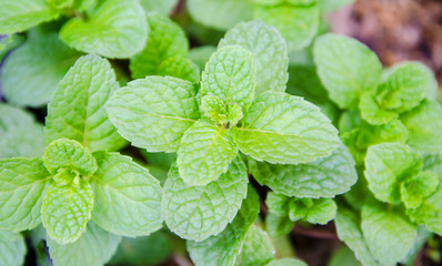 Refreshing green mint leaves in the vegetable garden