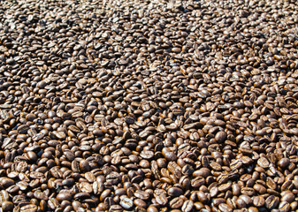 Coffee beans that have been shelled and dried in the sun are ready for roasting.