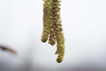 hazelnut tree flower