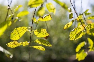 nature green leaves