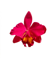 Beautiful red orchid isolated on white background