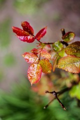 rose plant leaves on rain