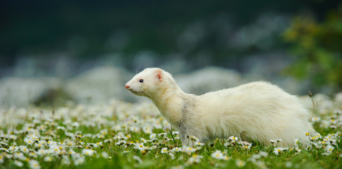 Albino Ferret outdoor portrait walking through spring flowers