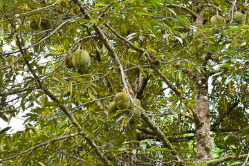 Durian tree in the garden in Thailand, the king of fruits.