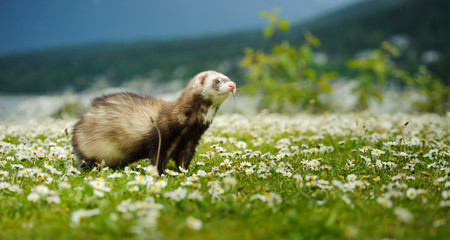 Ferret outdoor portrait in field of spring flowers