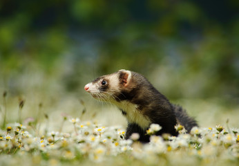 Ferret outdoor portrait in field of flowers