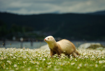 Ferret outdoor portrait in spring flowers