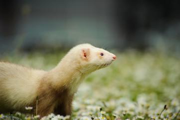 Ferret outdoor portrait