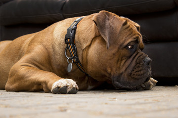 French mastiff - Dogue de Bordeaux