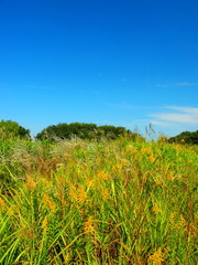 Fototapeta na wymiar 背高泡立草と荻の茂る野原
