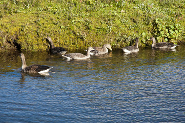 National Park Thingvellir - Almannagjà canyon, ducks in a typical Icelandic landscape, a wild nature of rocks and shrubs, rivers and lakes.