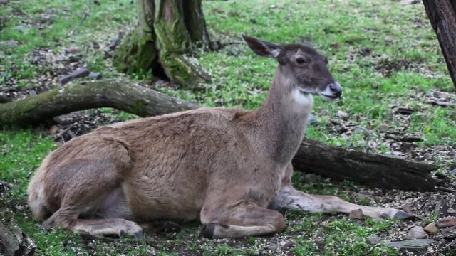 Thorolds deer (Cervus albirostris) on the pasture