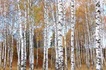 Fototapeta premium beautiful scene in yellow autumn birch forest in october with fallen yellow autumn leaves