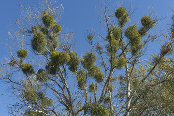 Mistelbefall, Baum,